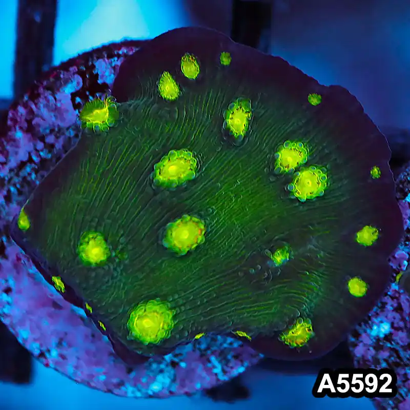 Item#A5592FM5592(S) WYSIWYG Hollywood Stunner Chalice Frag - Zooxae