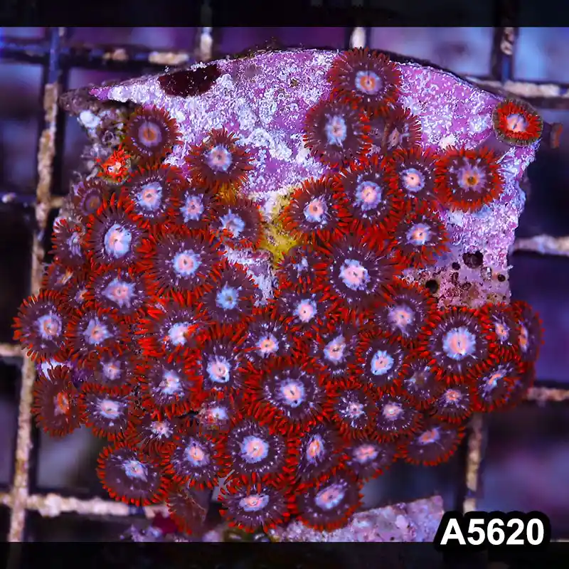 Item#A5620LP5620(S) WYSIWYG Indo Ultra Zoanthid Frag - Zooxae