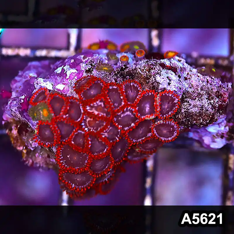 Item#A5621LP5621(S) WYSIWYG Indo Ultra Zoanthid Frag - Zooxae