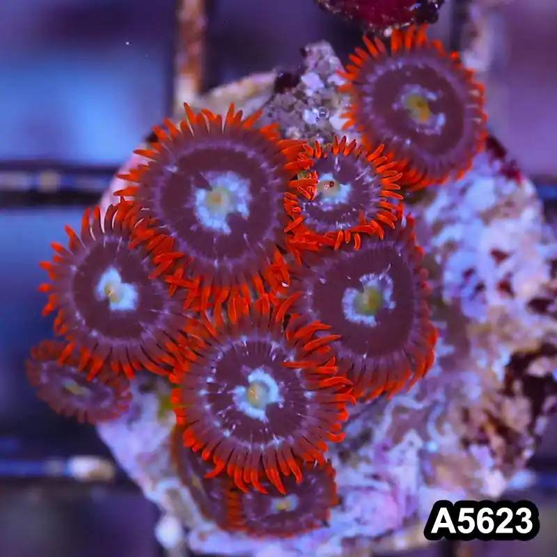 Item#A5623LP5623(S) WYSIWYG Indo Ultra Zoanthid Frag - Zooxae