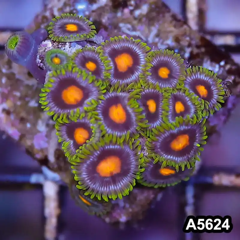 Item#A5624LP5624(S) WYSIWYG Indo Ultra Zoanthid Frag - Zooxae