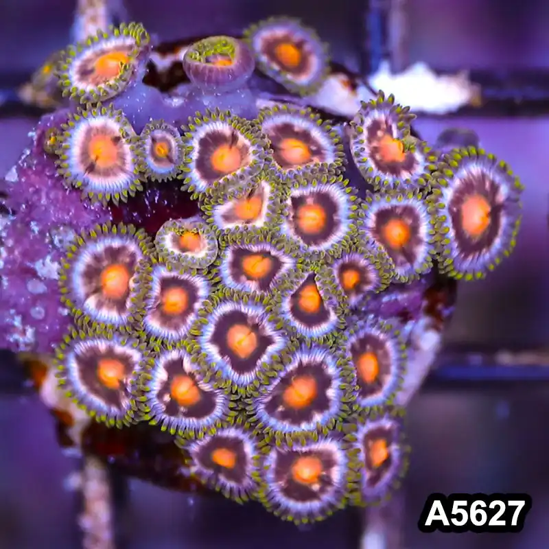 Item#A5627LP5627(S) WYSIWYG Indo Ultra Zoanthid Frag - Zooxae