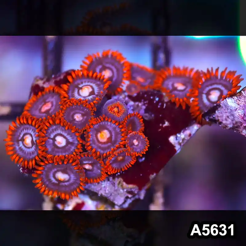 Item#A5631LP5631(S) WYSIWYG Indo Ultra Zoanthid Frag - Zooxae