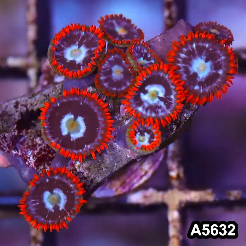 Item#A5632LP5632(S) WYSIWYG Indo Ultra Zoanthid Frag - Zooxae