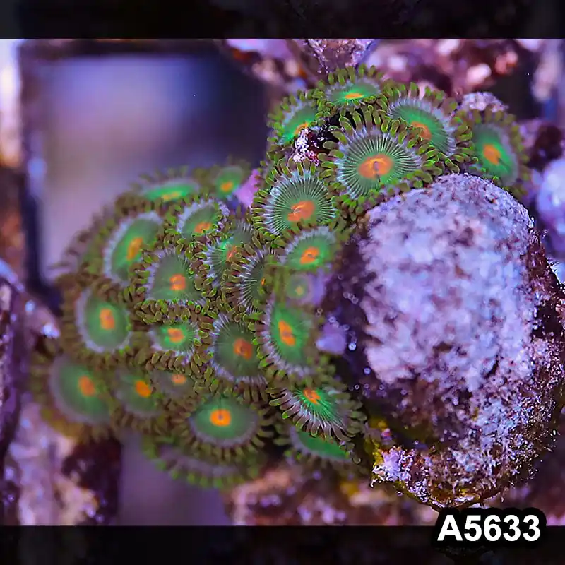 Item#A5633LP5633(S) WYSIWYG Indo Ultra Zoanthid Frag - Zooxae