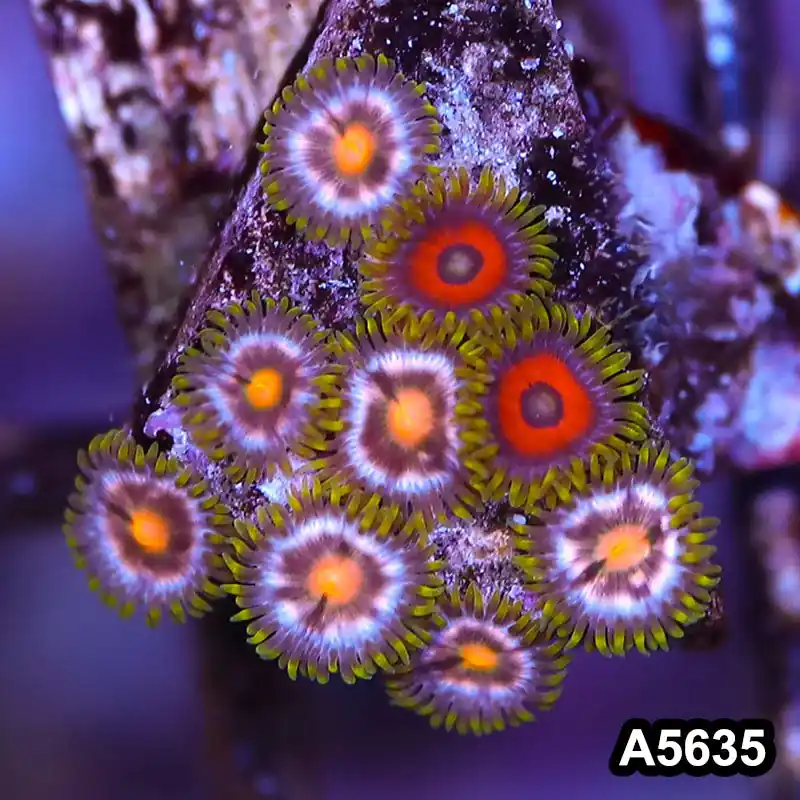 Item#A5635LP5635(S) WYSIWYG Indo Ultra Zoanthid Frag - Zooxae