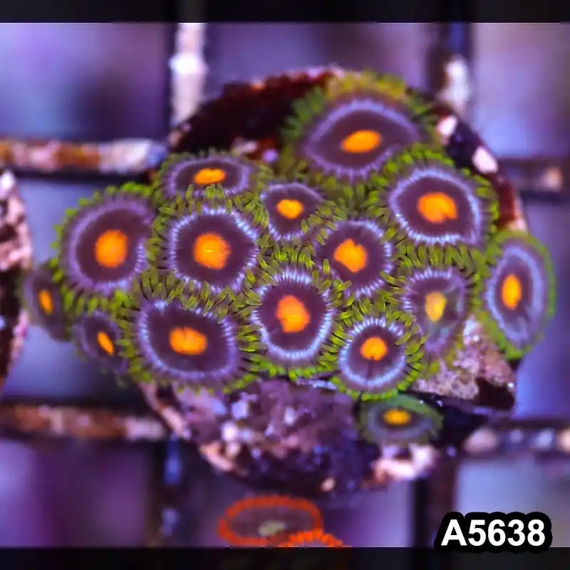 Item#A5638LP5638(S) WYSIWYG Indo Ultra Zoanthid Frag - Zooxae