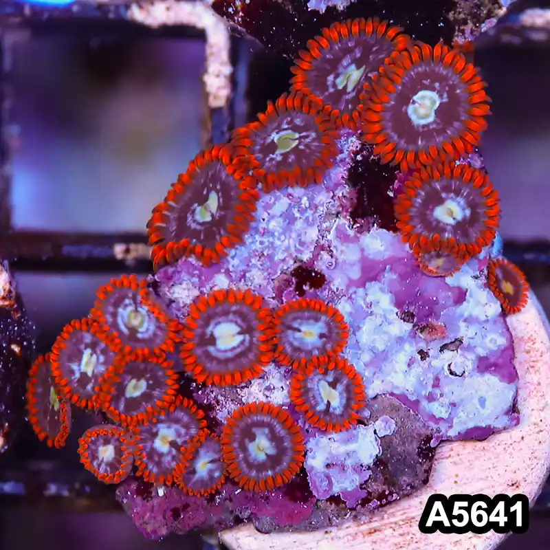 Item#A5641LP5641(S) WYSIWYG Indo Ultra Zoanthid Frag - Zooxae