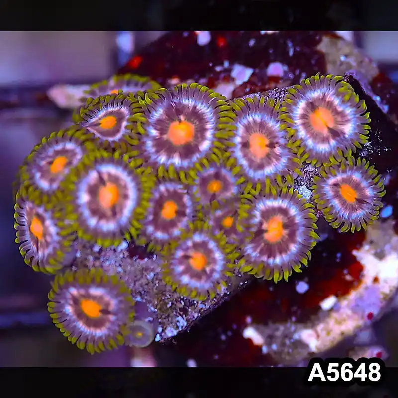 Item#A5648LP5648(S) WYSIWYG Indo Ultra Zoanthid Frag - Zooxae