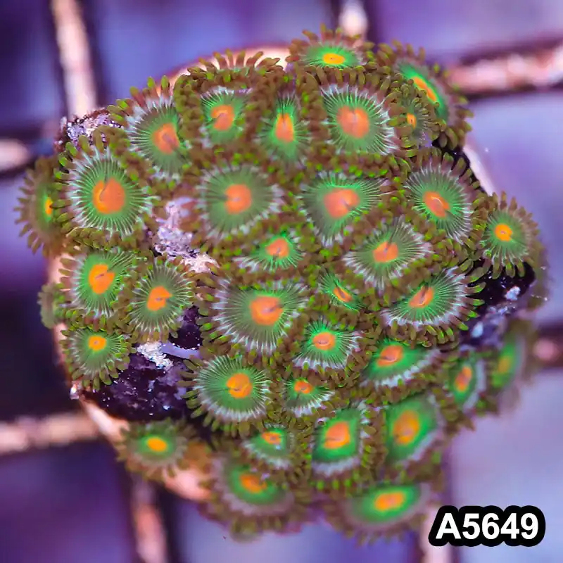 Item#A5649LP5649(S) WYSIWYG Indo Ultra Zoanthid Frag - Zooxae