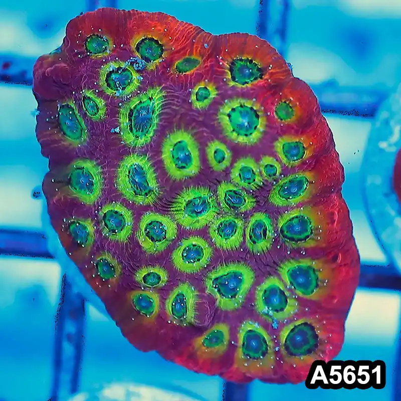 Item#A5651FM5651(S) WYSIWYG Spicy Lemon Favites Frag - Zooxae