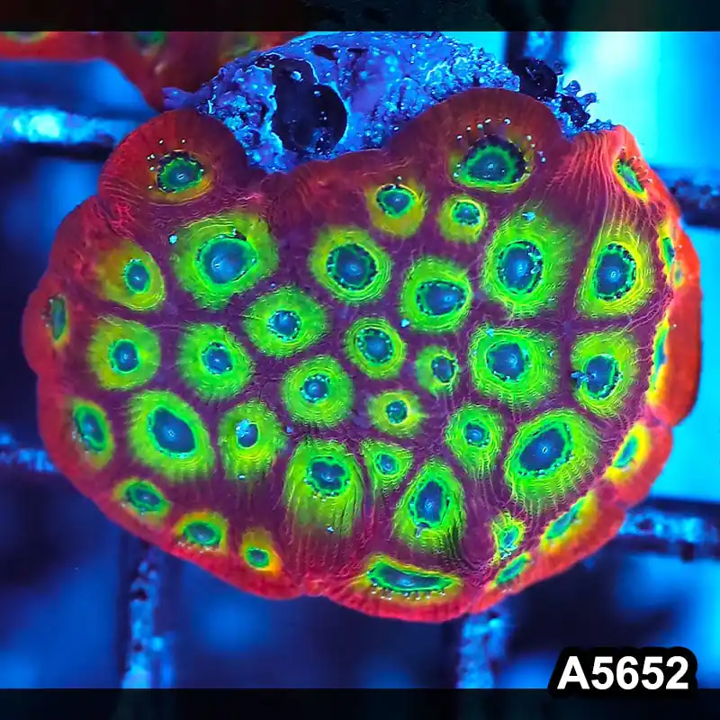 Item#A5652FM5652(S) WYSIWYG Spicy Lemon Favites Frag - Zooxae