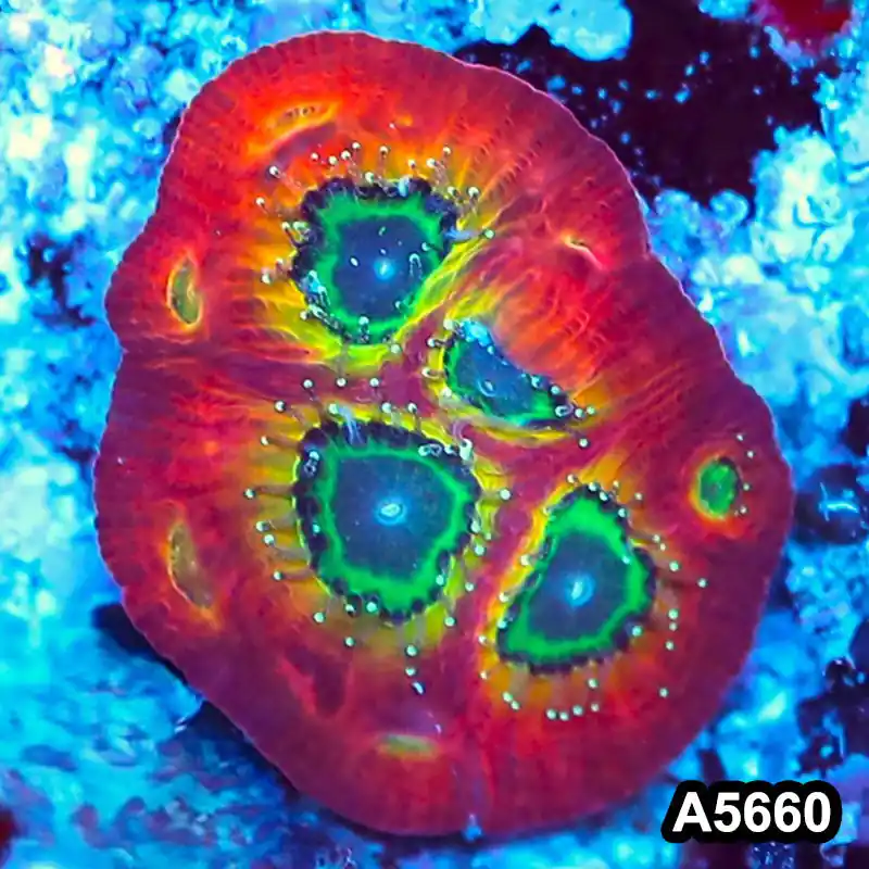 Item#A5660FM5660(S) WYSIWYG Spicy Lemon Favites Frag - Zooxae
