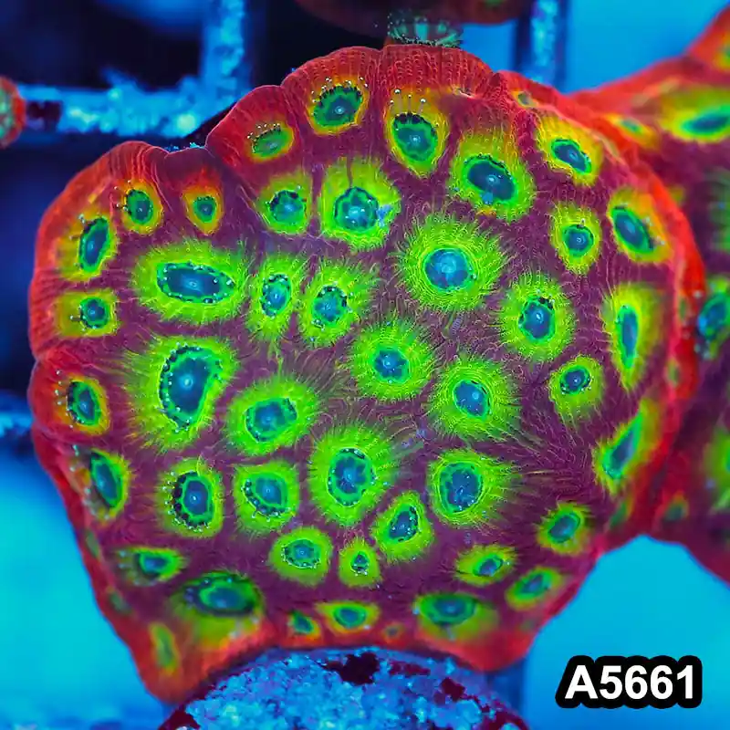 Item#A5661FM5661(S) WYSIWYG Spicy Lemon Favites Large Frag - Zooxae