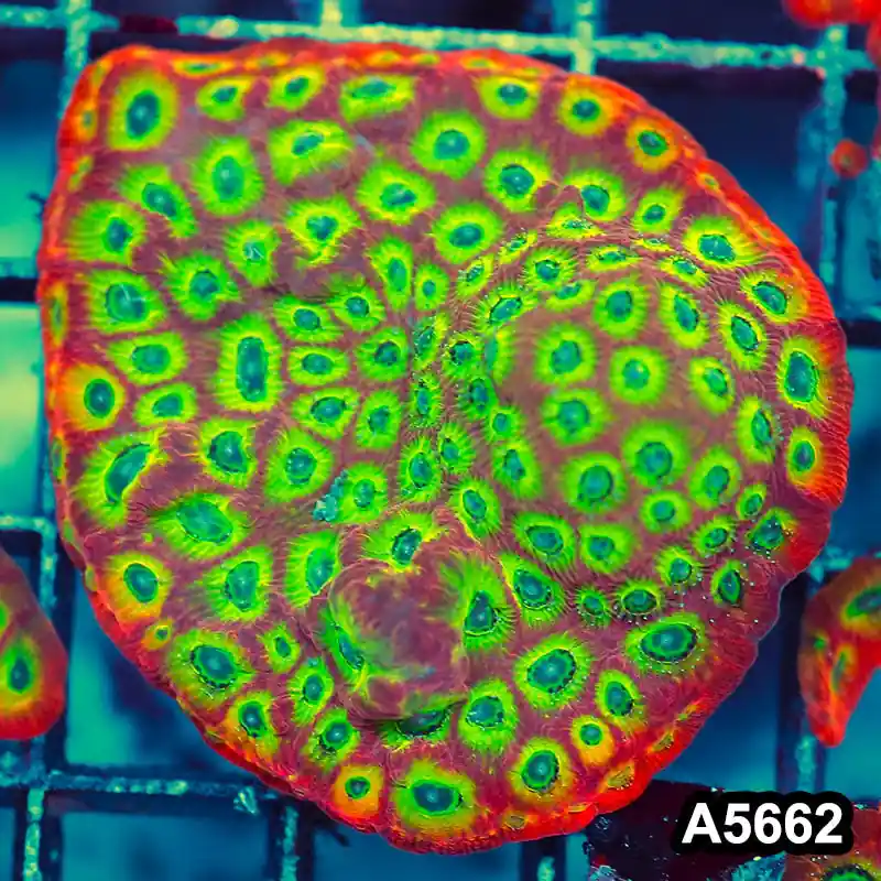 Item#A5662FM5662(M) WYSIWYG Spicy Lemon Favites Large Frag - Zooxae