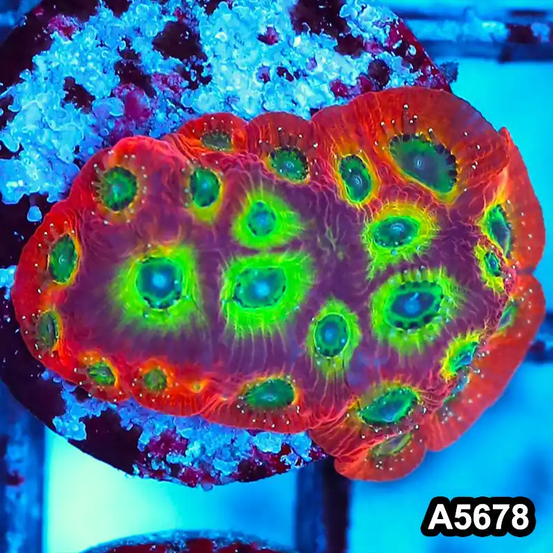 Item#A5678FM5678(S) WYSIWYG Spicy Lemon Favites Frag - Zooxae