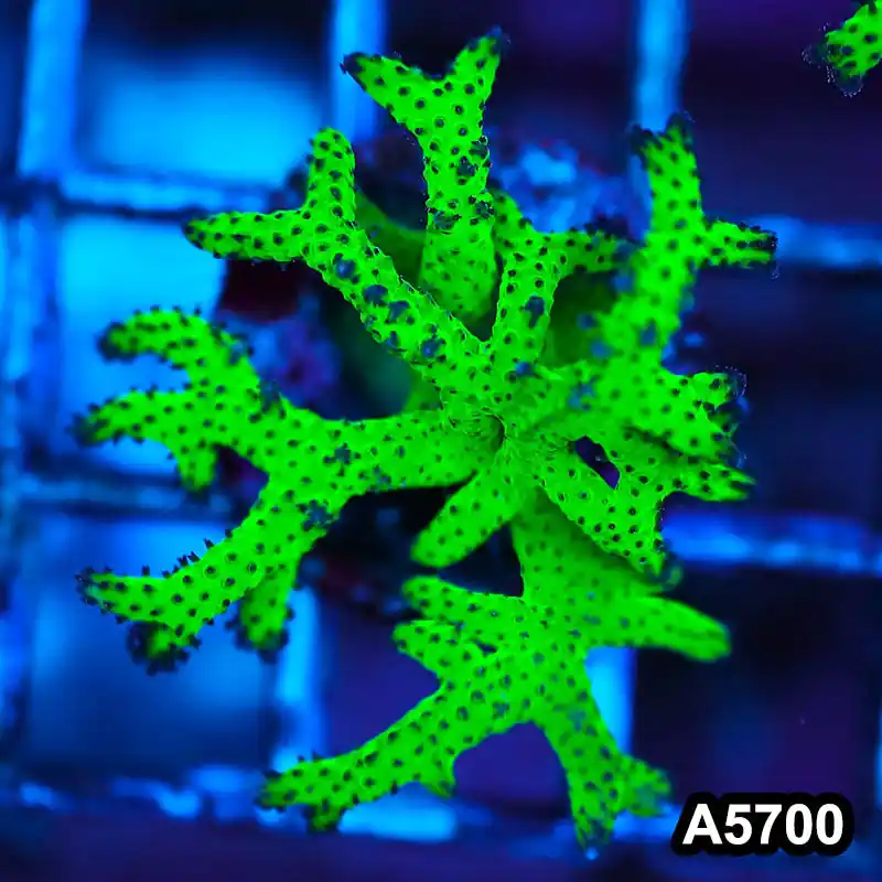 Item#A5700FM5700(S) Hand selected Neon Green Birdsnest Frag 10 - Zooxae