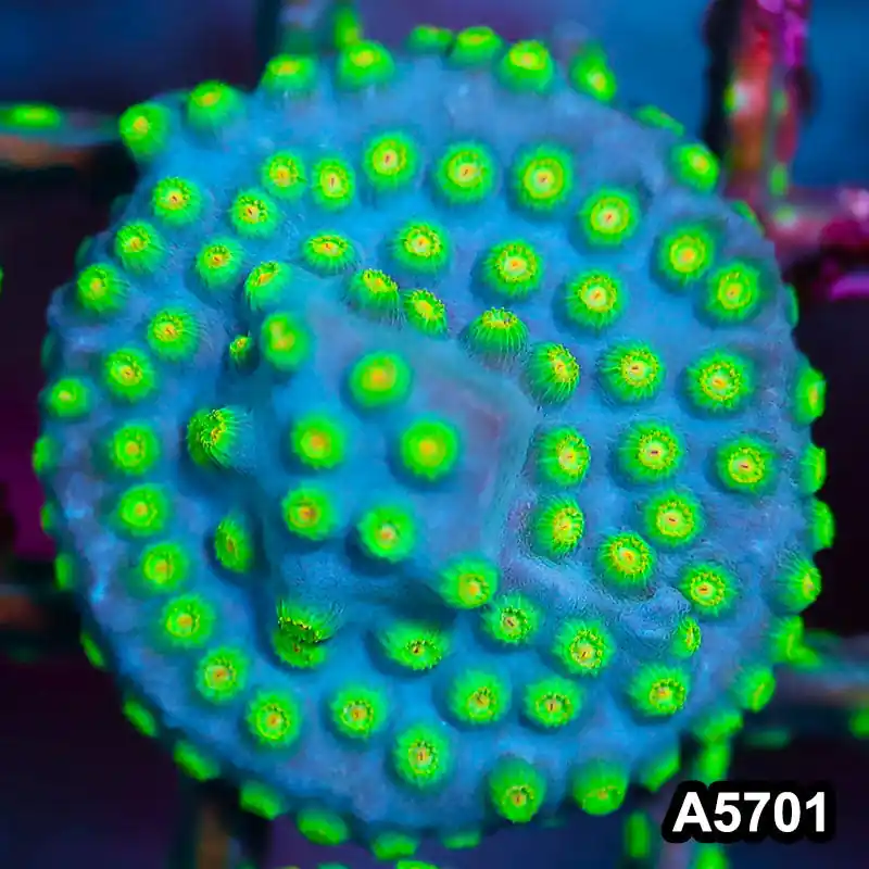 T1-181 Sponge Bob Cyphastrea Frag
