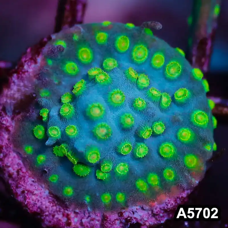 Item#A5702FM5702(S) WYSIWYG Sponge Bob Cyphastrea Frag - Zooxae
