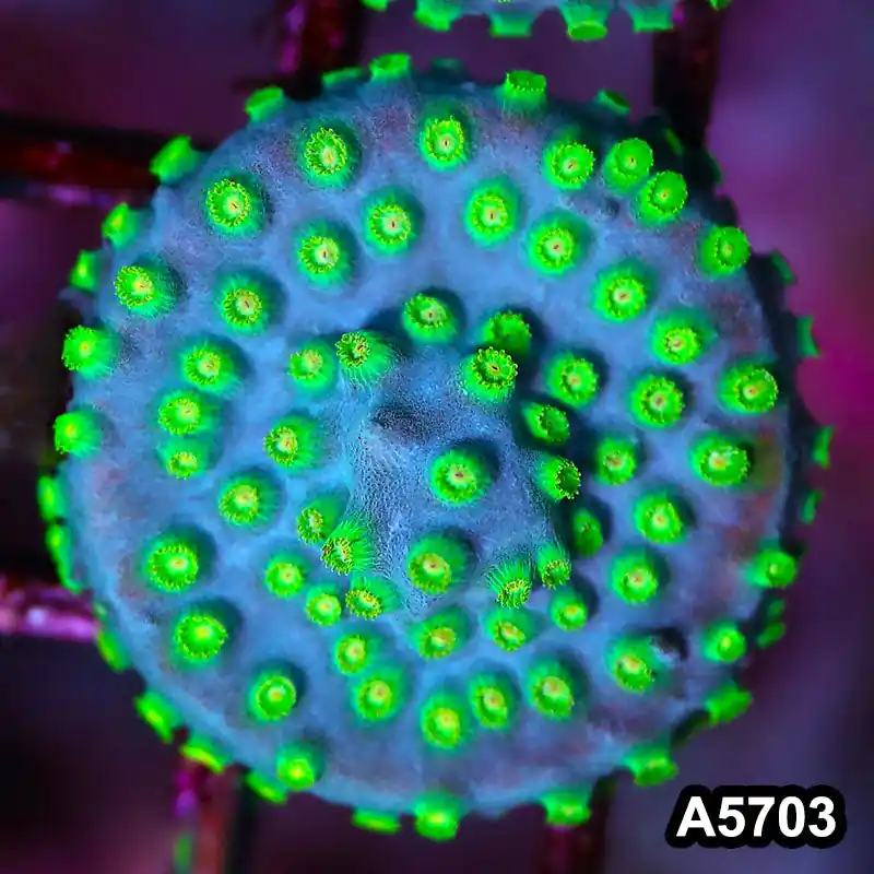 Item#A5703FM5703(S) WYSIWYG Sponge Bob Cyphastrea Frag - Zooxae