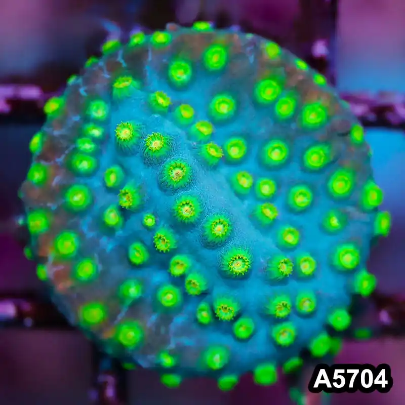 Item#A5704FM5704(S) WYSIWYG Sponge Bob Cyphastrea Frag - Zooxae