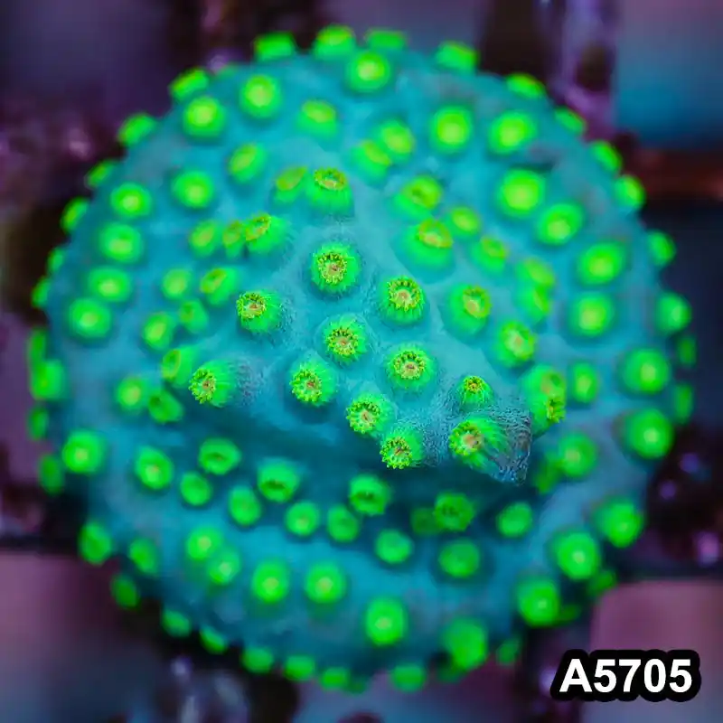 Item#A5705FM5705(S) WYSIWYG Sponge Bob Cyphastrea Frag - Zooxae