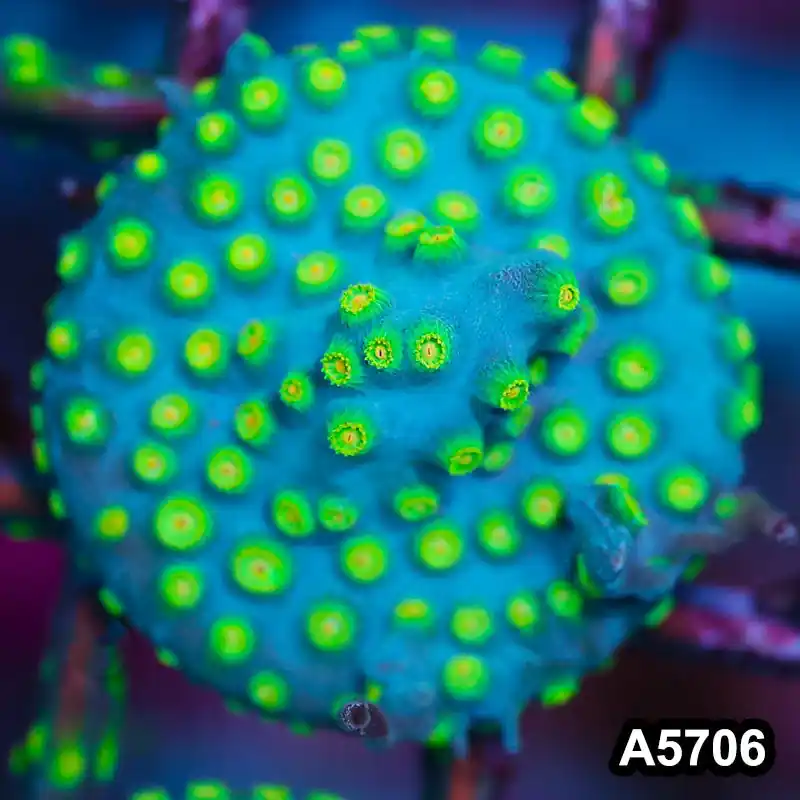 Item#A5706FM5706(S) WYSIWYG Sponge Bob Cyphastrea Frag - Zooxae