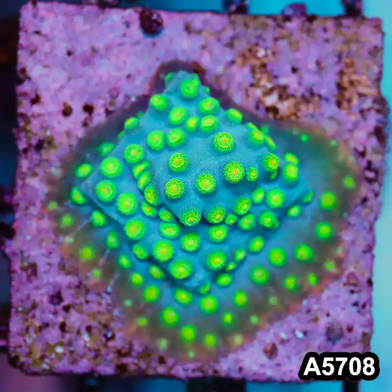 Item#A5708FM5708(S) WYSIWYG Sponge Bob Cyphastrea Frag - Zooxae