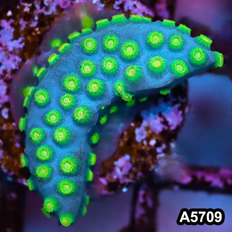 Item#A5709FM5709(S) WYSIWYG Sponge Bob Cyphastrea Frag - Zooxae