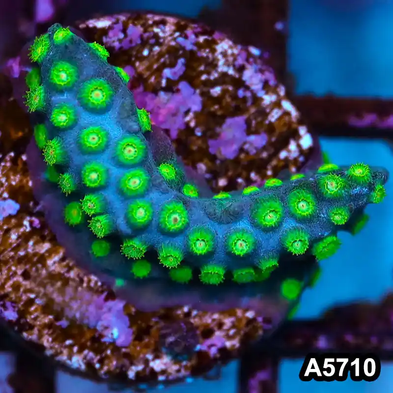 Item#A5710FM5710(S) WYSIWYG Sponge Bob Cyphastrea Frag - Zooxae