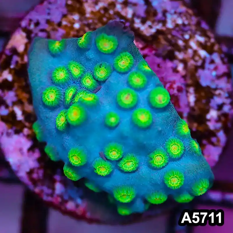 Item#A5711FM5711(S) WYSIWYG Sponge Bob Cyphastrea Frag - Zooxae