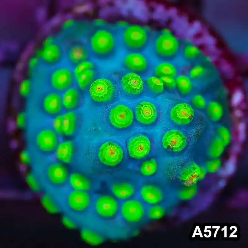 Item#A5712FM5712(S) WYSIWYG Sponge Bob Cyphastrea Frag - Zooxae