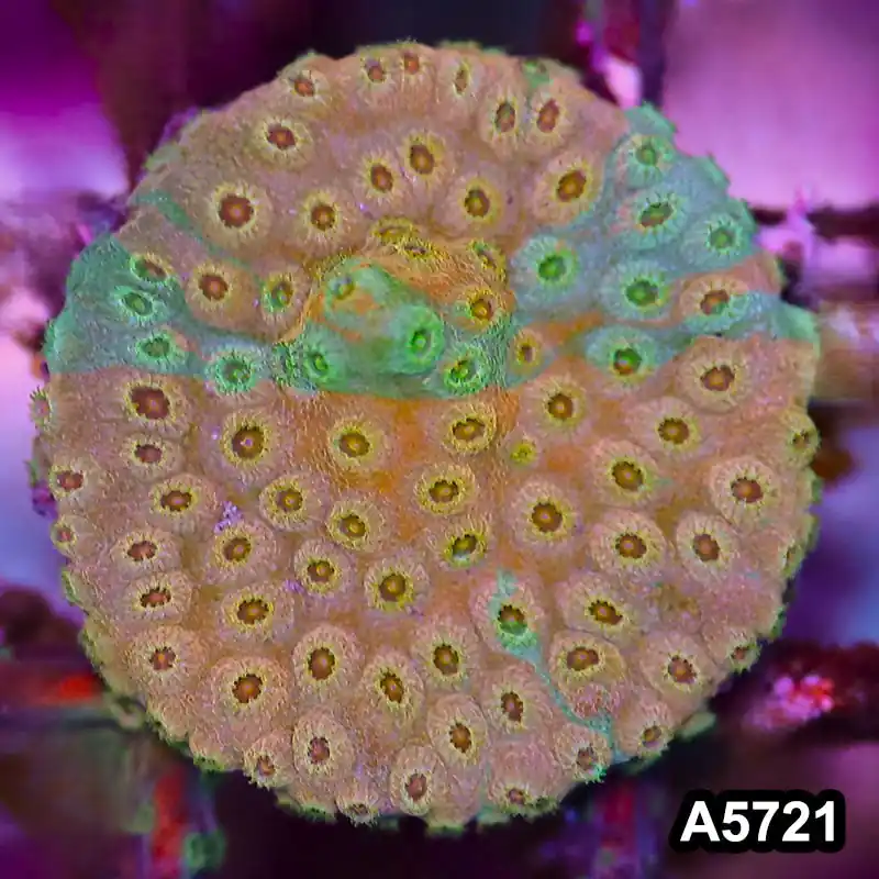 Item#A5721FM5721(S) WYSIWYG Rainbow Cyphastrea Frag - Zooxae