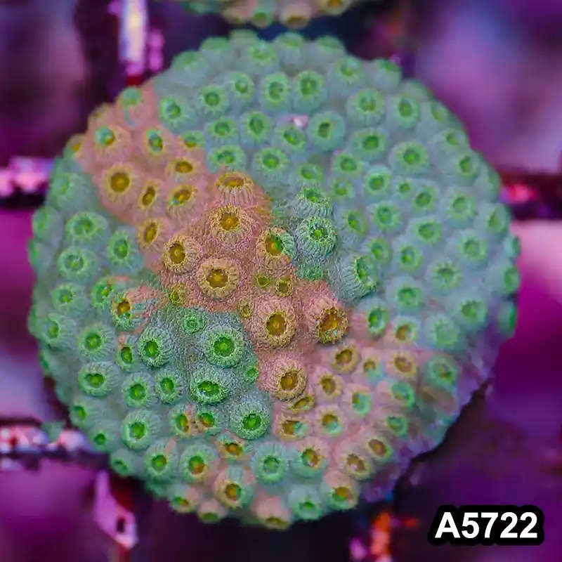 Item#A5722FM5722(S) WYSIWYG Rainbow Cyphastrea Frag - Zooxae