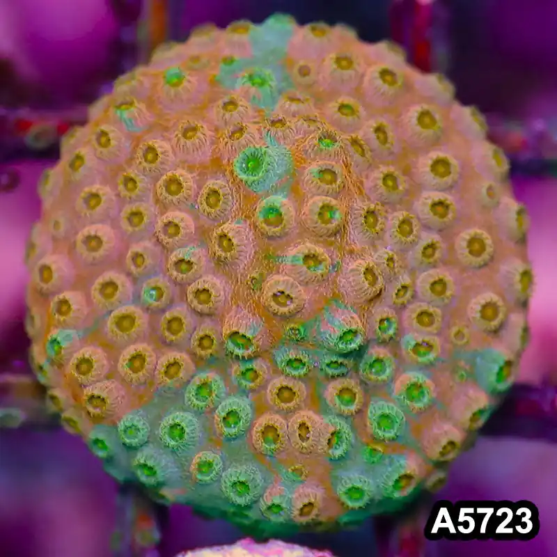 Item#A5723FM5723(S) WYSIWYG Rainbow Cyphastrea Frag - Zooxae