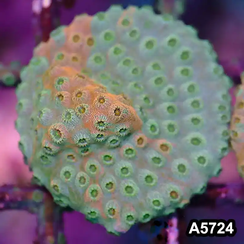 Item#A5724FM5724(S) WYSIWYG Rainbow Cyphastrea Frag - Zooxae