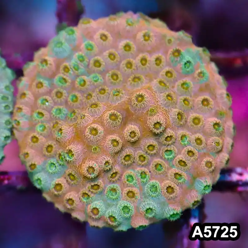 Item#A5725FM5725(S) WYSIWYG Rainbow Cyphastrea Frag - Zooxae