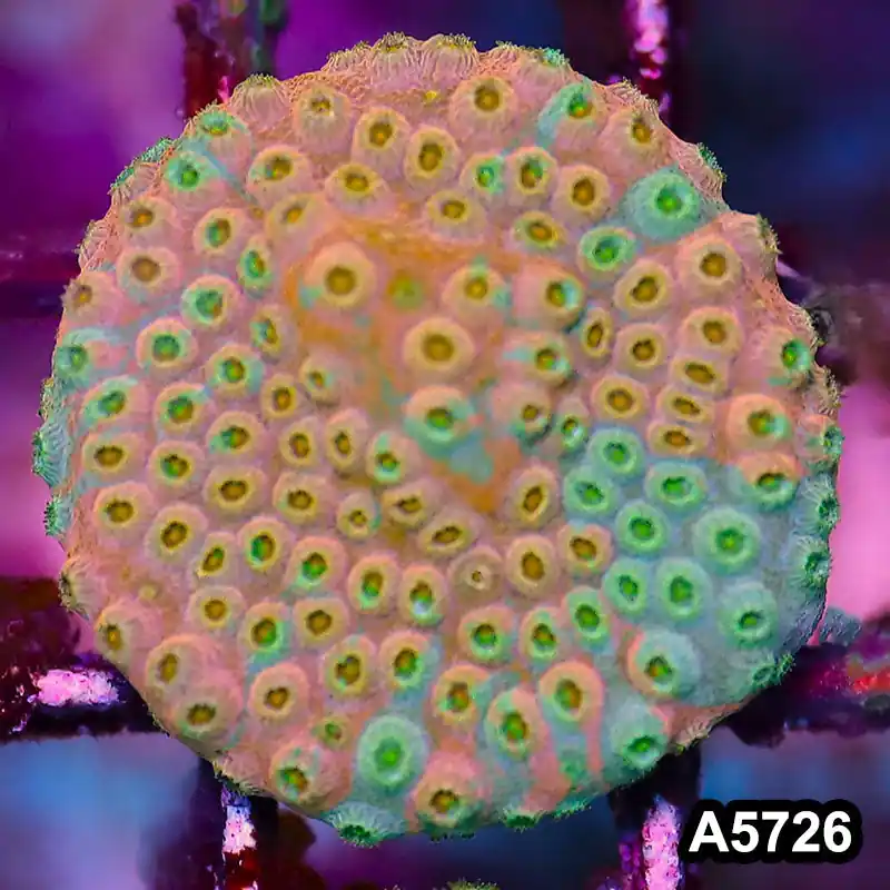 Item#A5726FM5726(S) WYSIWYG Rainbow Cyphastrea Frag - Zooxae