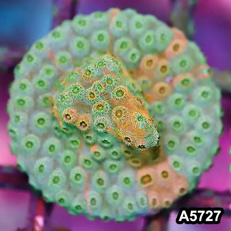 Item#A5727FM5727(S) WYSIWYG Rainbow Cyphastrea Frag - Zooxae