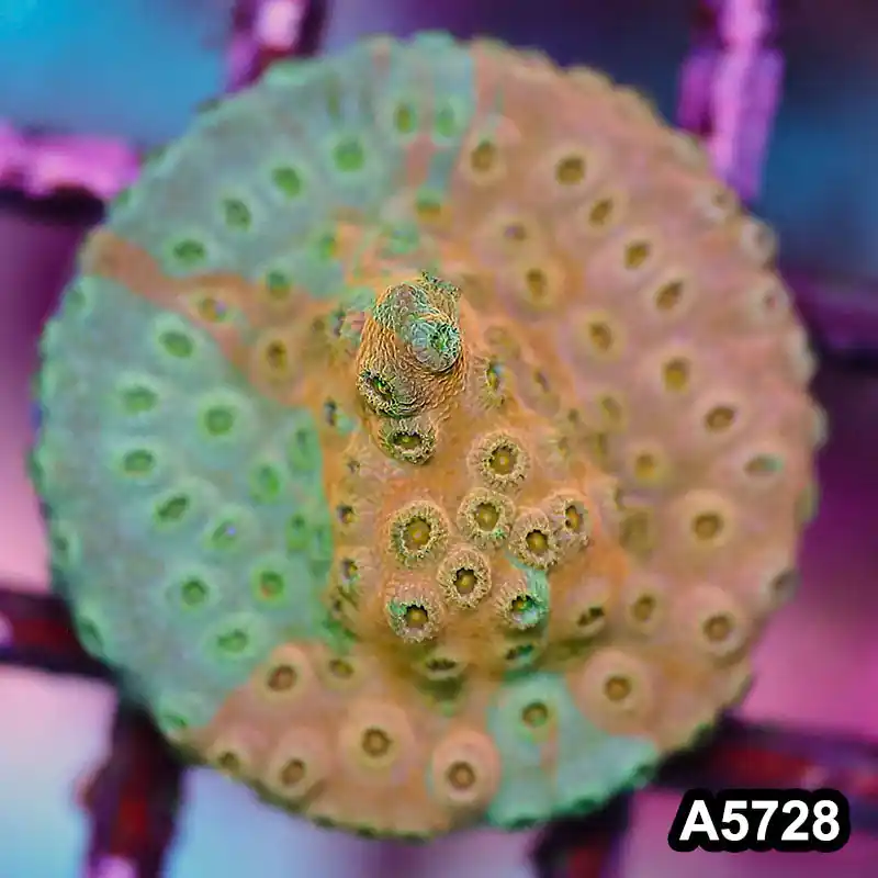 Item#A5728FM5728(S) WYSIWYG Rainbow Cyphastrea Frag - Zooxae