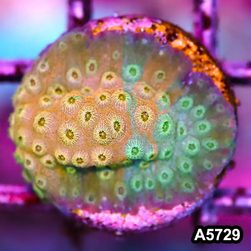 Item#A5729FM5729(S) WYSIWYG Rainbow Cyphastrea Frag - Zooxae