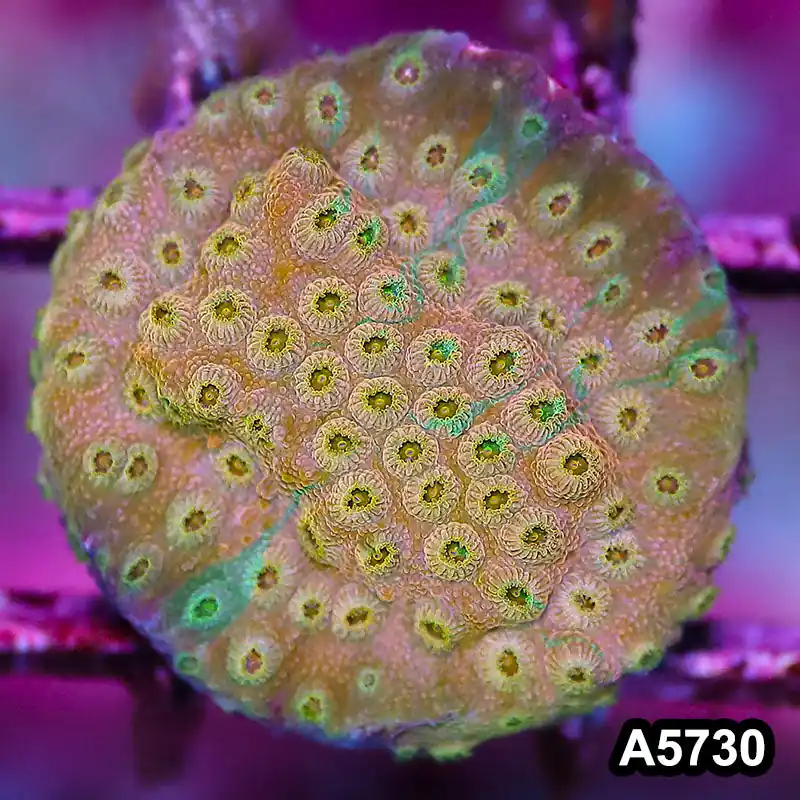 Item#A5730FM5730(S) WYSIWYG Rainbow Cyphastrea Frag - Zooxae