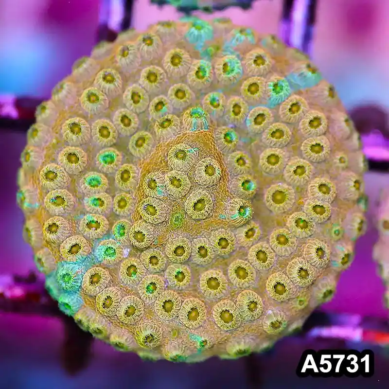 Item#A5731FM5731(S) WYSIWYG Rainbow Cyphastrea Frag - Zooxae