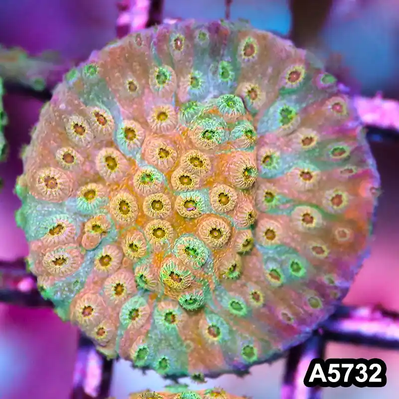 Item#A5732FM5732(S) WYSIWYG Rainbow Cyphastrea Frag - Zooxae
