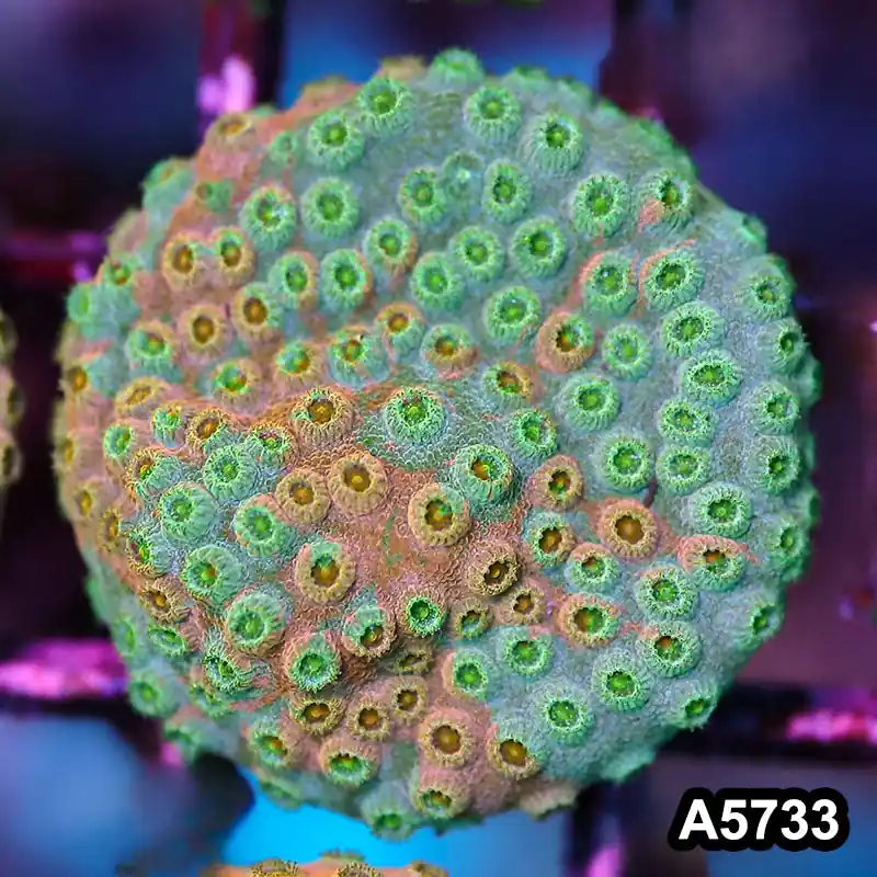 Item#A5733FM5733(S) WYSIWYG Rainbow Cyphastrea Frag - Zooxae