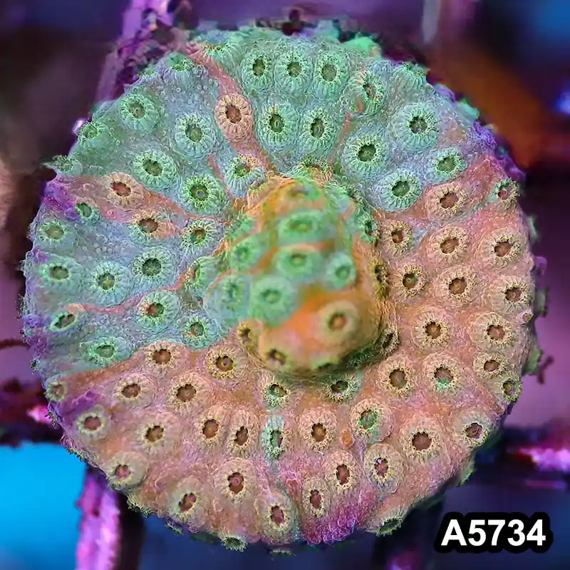 Item#A5734FM5734(S) WYSIWYG Rainbow Cyphastrea Frag - Zooxae
