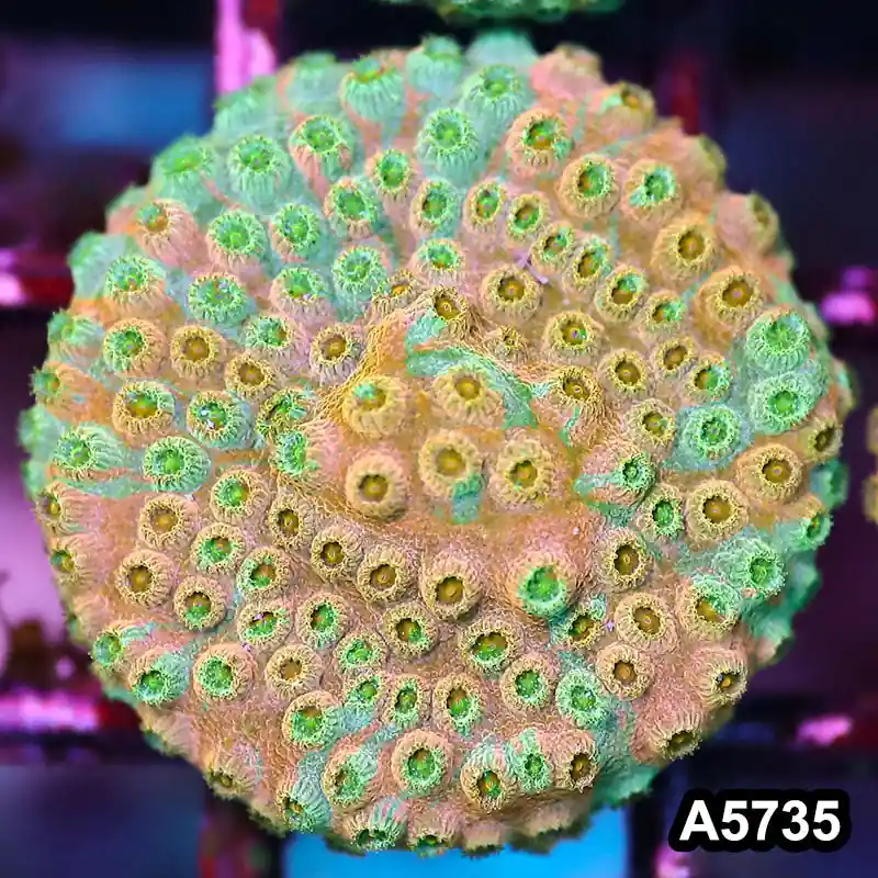 Item#A5735FM5735(S) WYSIWYG Rainbow Cyphastrea Frag - Zooxae