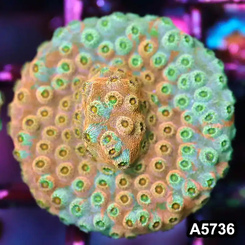 Item#A5736FM5736(S) WYSIWYG Rainbow Cyphastrea Frag - Zooxae
