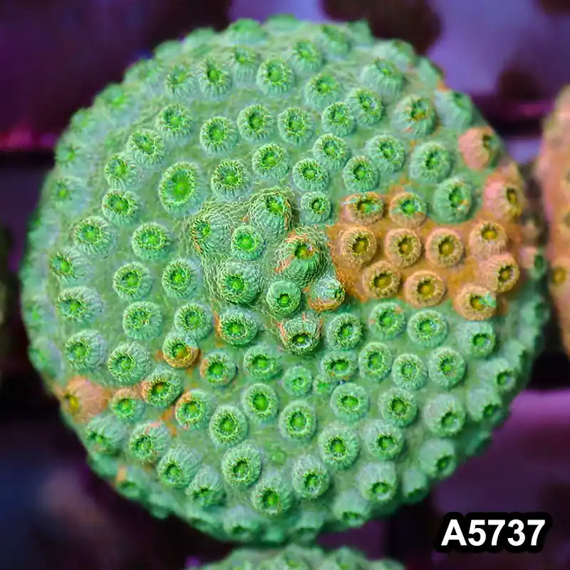 Item#A5737FM5737(S) WYSIWYG Rainbow Cyphastrea Frag - Zooxae
