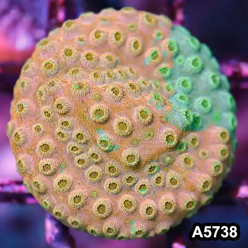 Item#A5738FM5738(S) WYSIWYG Rainbow Cyphastrea Frag - Zooxae